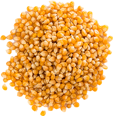Corn