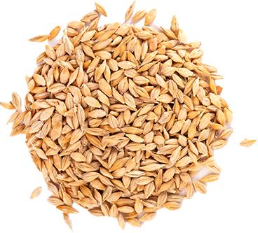 barley.png