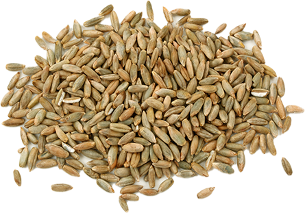 rye.png